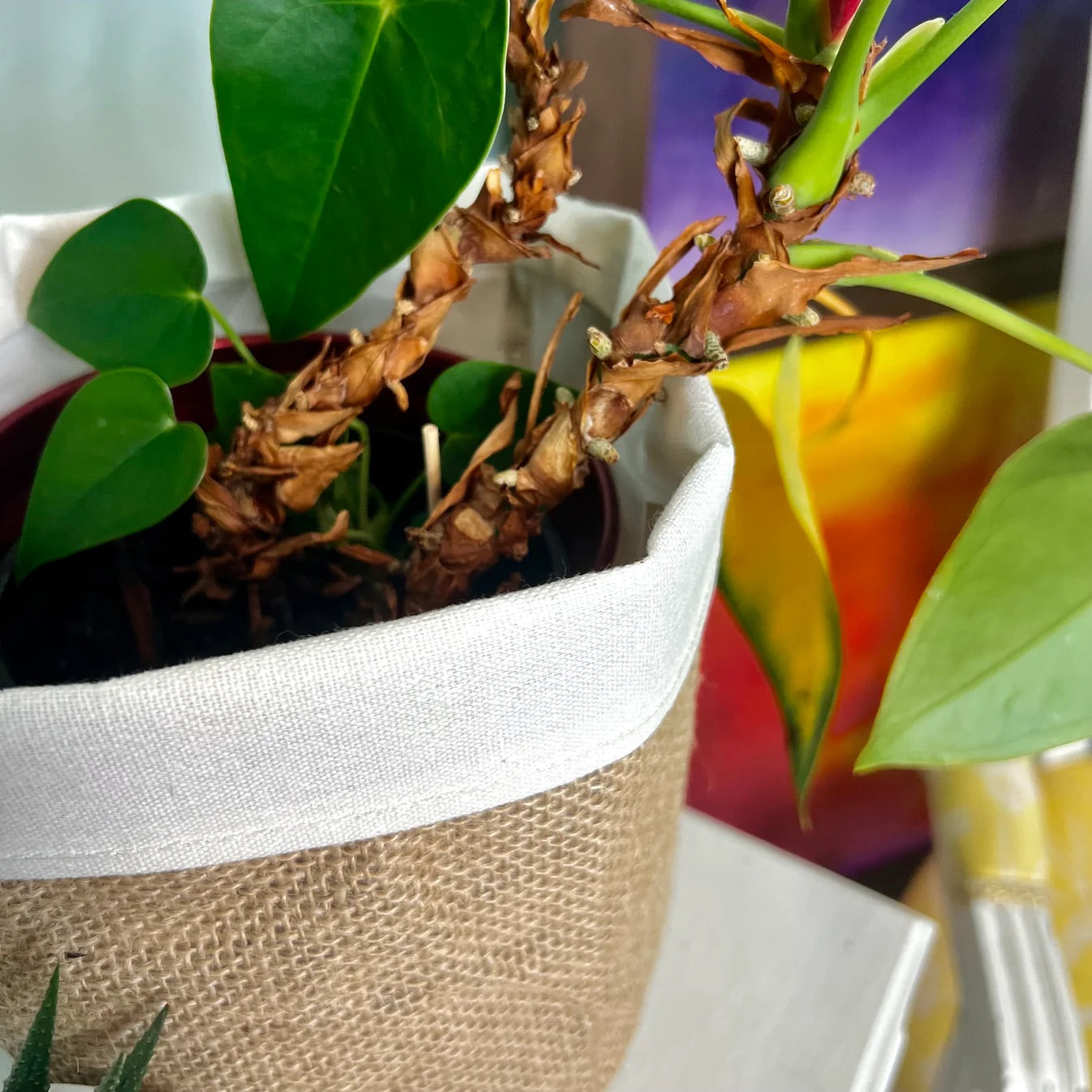 ✨ BRAD'S SPECIAL: Boho Planter Covers
