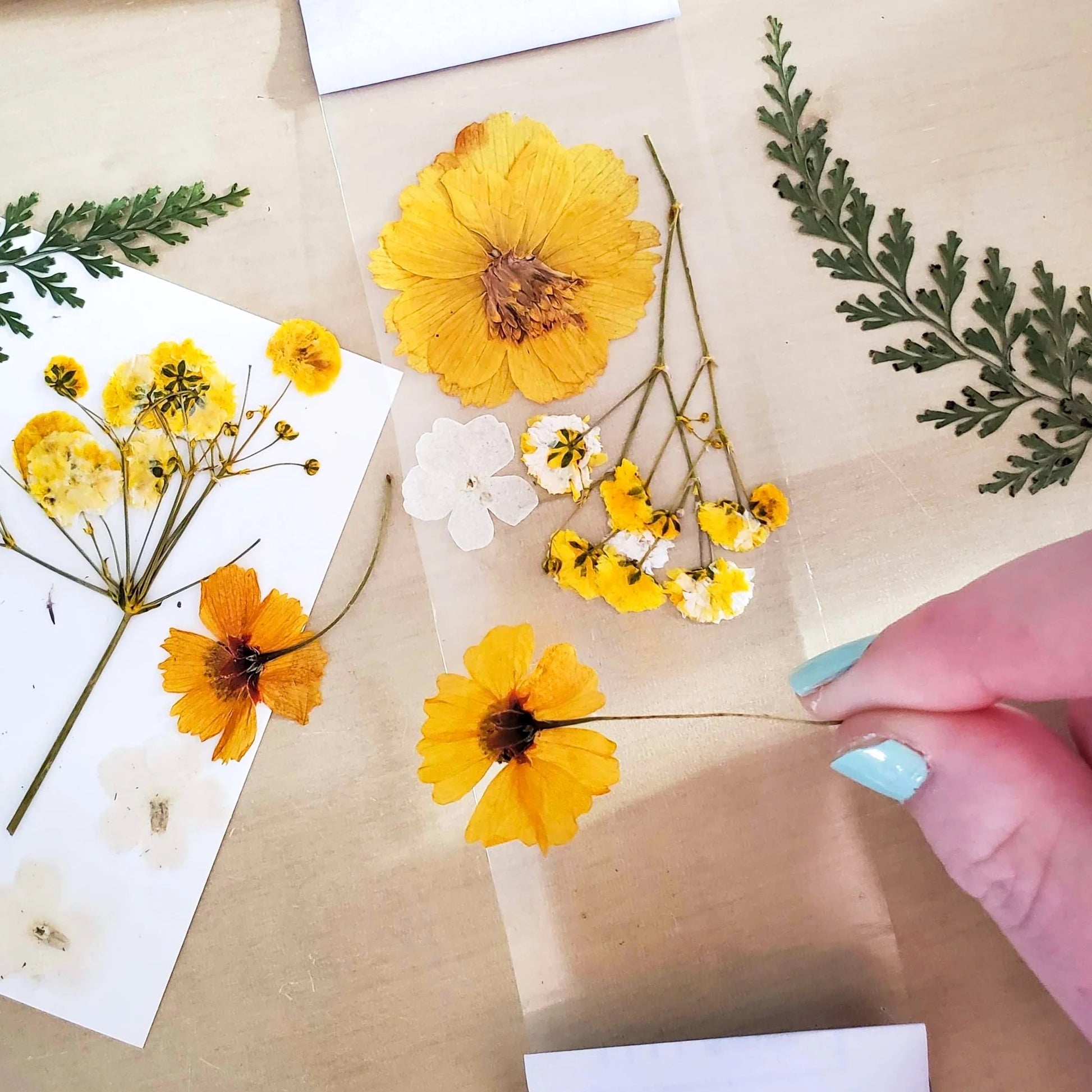 Bookmark Craft for Kids Using Pressed Flowers and Leaves - Buggy